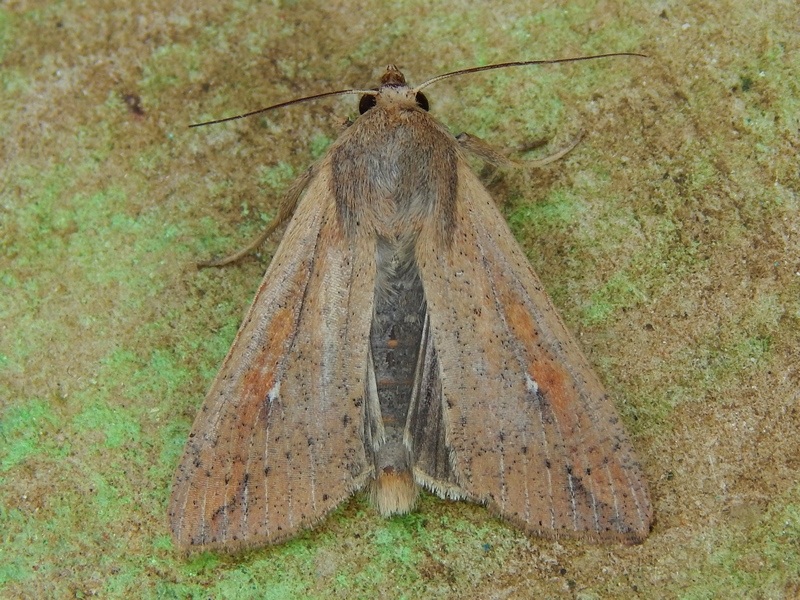 Noctuidae: Luperina sp.
